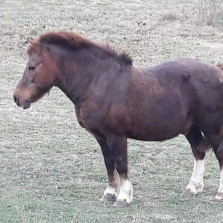 Le Bouton D'or 3 Etoiles 8 Kms Puydufou * Chambretaud
