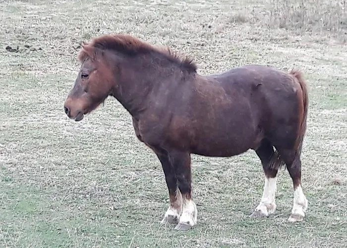 Le Bouton D'or 3 Etoiles 8 Kms Puydufou * Chambretaud