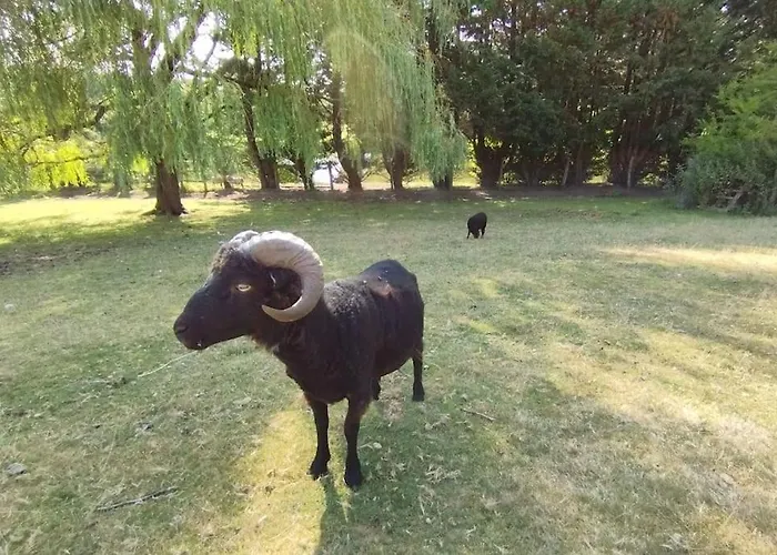 Le Bouton D'or 3 Etoiles 8 Kms Puydufou Chambretaud